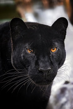 black panther