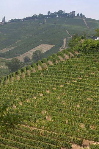 Heuvel met wijnranken, Piemont, Italie