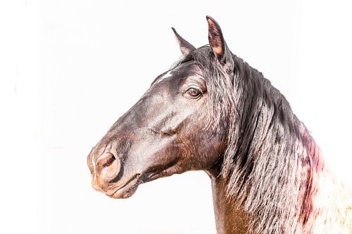 Stallion Portrait