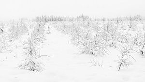 Paysage enneigé dans les Hautes Fagnes