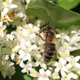 Fleurs et abeilles sur Niels Bochoven