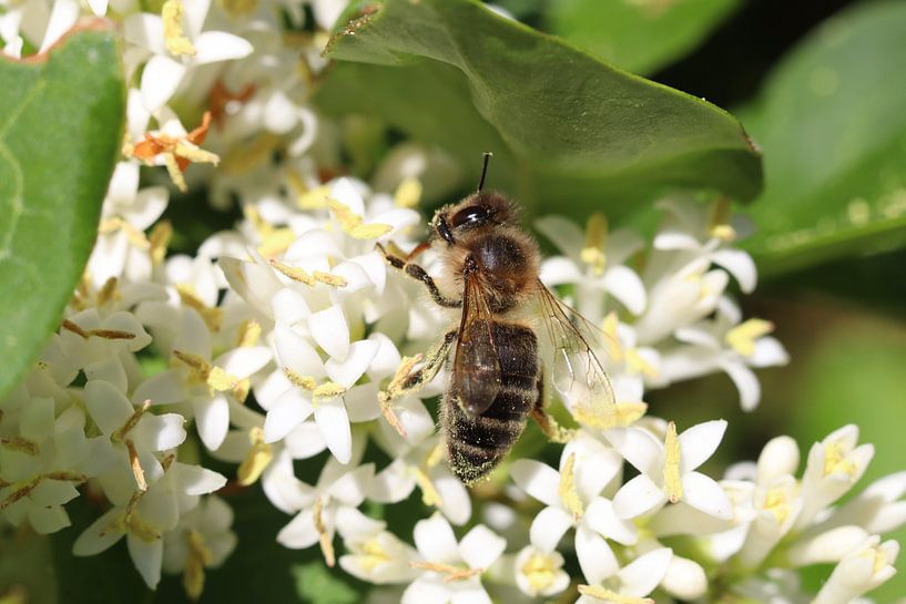 Fleurs et abeilles par Niels Bochoven