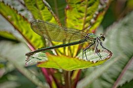 Dragonfly by Rob Boon