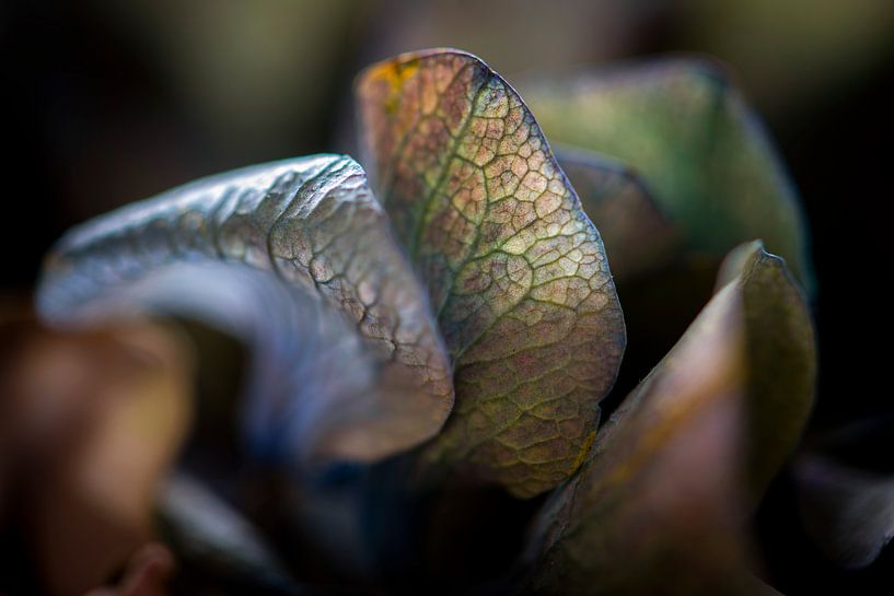 Fragile petals of a hydrangea by Jenco van Zalk
