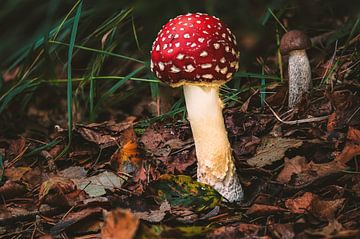 Sprookjesachtige paddenstoel in het herfstbos van MindScape Photography