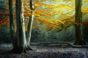 Rise and Shine (Niederländischer Herbstwald) von Kees van Dongen