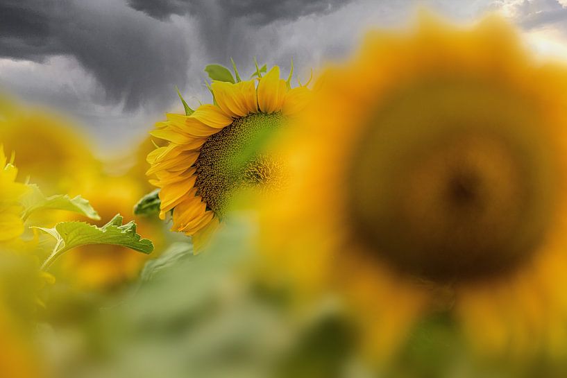 Explosive - Sunflowers waiting for thunderstorm by Sabine Böke-Bergau