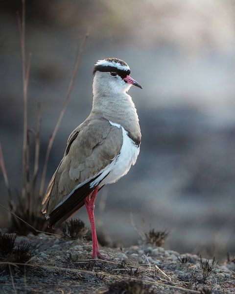 Kievit in Zuid-Afrika van Tom Zwerver