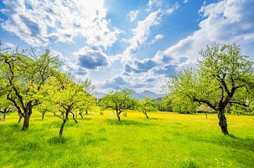 Boomgaard in de lente in de Alpen in Slovenië