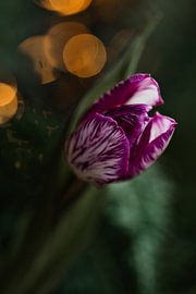 Purple striped tulip by Lindy Schenk-Smit
