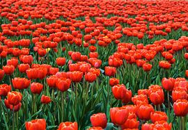 blühende Tulpen im Frühjahr auf einem Tulpenfeld von Heiko Kueverling