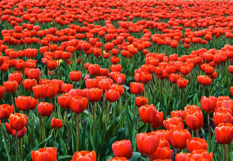 blooming tulips in spring on a tulip field by Heiko Kueverling
