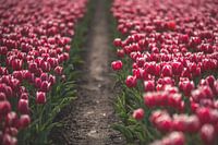 Tulipes roses dans le Flevopolder