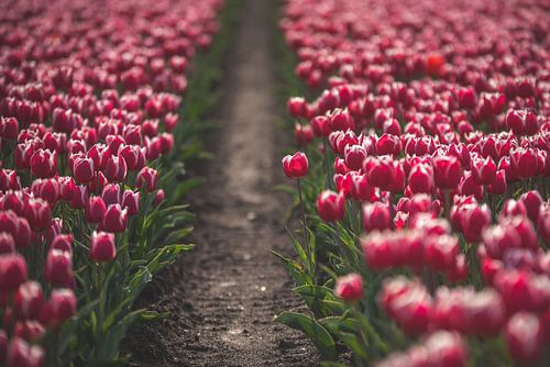 Tulipes roses dans le Flevopolder