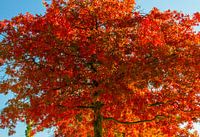 Esdoorn in het vuur van de herfst