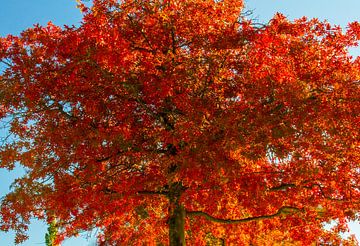 Maple in the fire of autumn by Holger Felix
