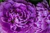 paarse bloem detail met veel bloem bladeren in knop van Margriet Hulsker thumbnail