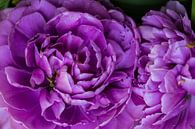 paarse bloem detail met veel bloem bladeren in knop van Margriet Hulsker thumbnail