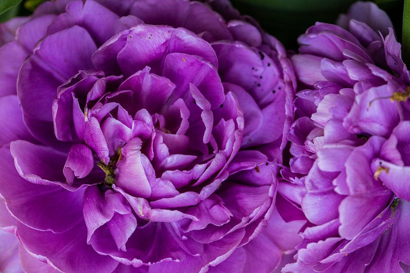 détail de fleur violette avec de nombreuses feuilles de fleurs en bouton par Margriet Hulsker