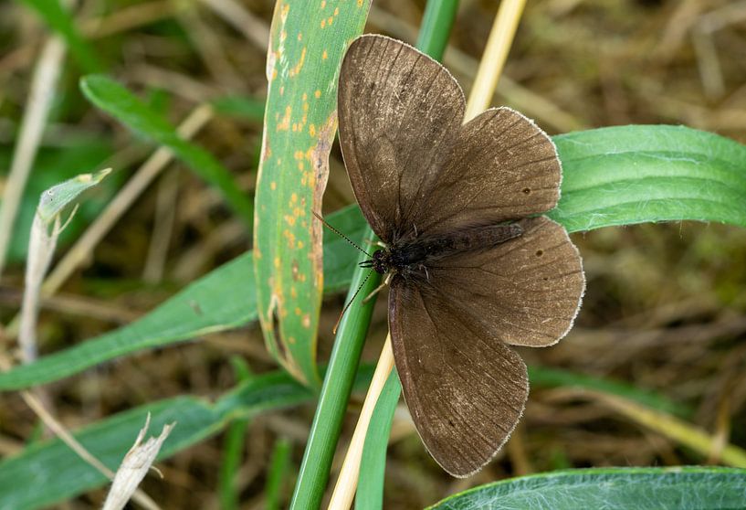 Bruine bosvogel (Aphantopus hyperantus) in een weide van Animaflora PicsStock