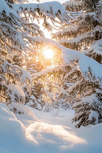 Winterzauber Sonnenlicht