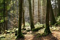Light in the forest