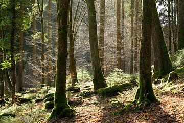 Licht in het bos van Sergej Schmidt