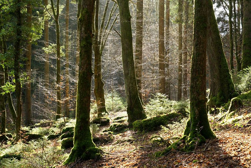 Lumière dans la forêt par Sergej Schmidt