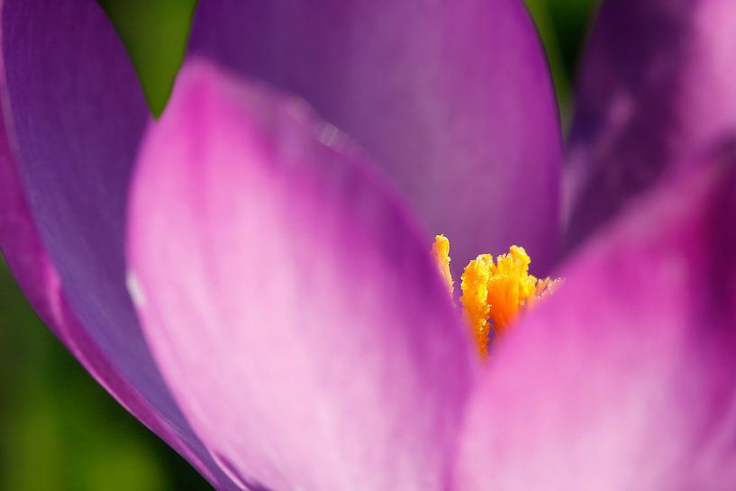 Paarse krokus van Jesse de Boom