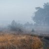 Een mistige dag aan de rand van het bos van Mart Houtman