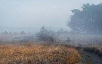 Een mistige dag aan de rand van het bos