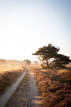 Une matinée ensoleillée