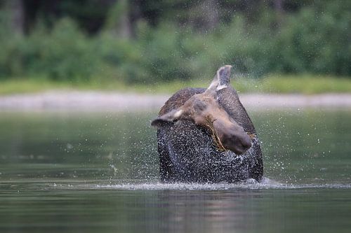 Elandkoe die waterplanten eet in het Glacier Nationaal Park in Montana, VS