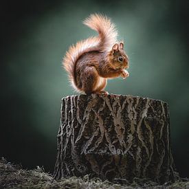 Light Play and Life: Squirrel at Dawn by Alex Pansier
