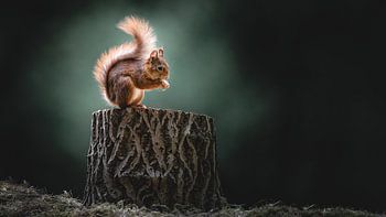 Light Play and Life: Squirrel at Dawn