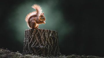 Moody Squirrel by Alex Pansier