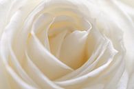 close up foto van witte roos van Margreet Riedstra thumbnail