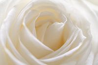 close up foto van witte roos