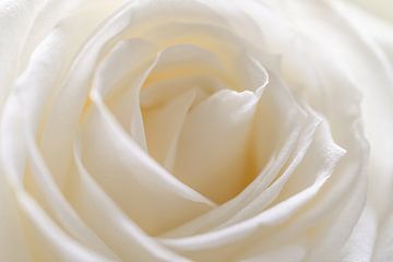 close up foto van witte roos van Margreet Riedstra