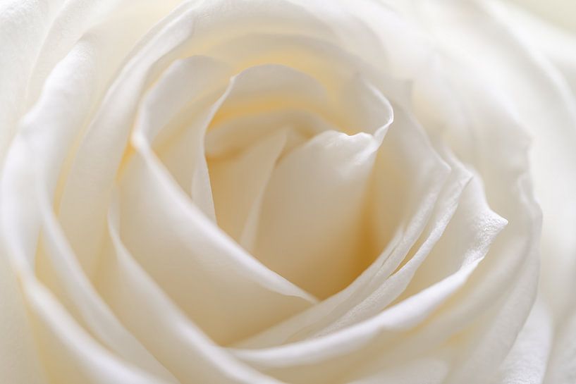 close up foto van witte roos van Margreet Riedstra