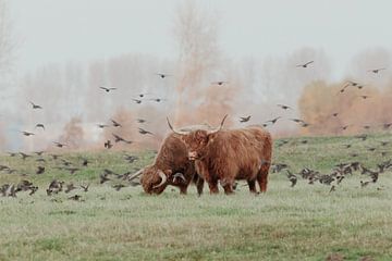 Schotse Hooglanders in de Nederlandse Duinen van Anne Zwagers
