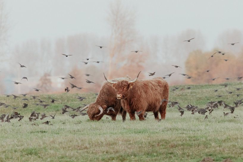 Scottish Highlanders in the Dutch Dunes by Anne Zwagers