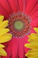Gerberablüten