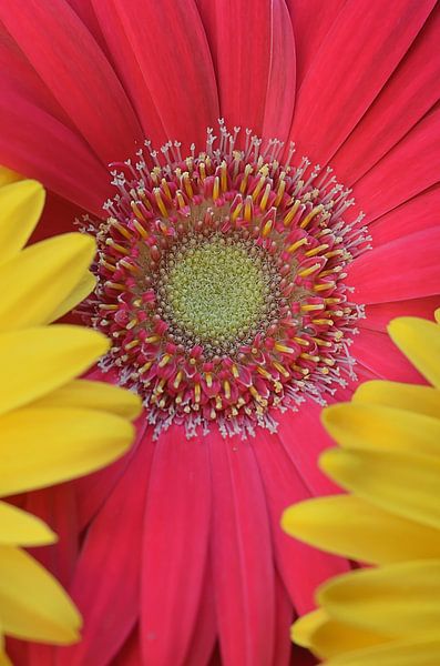 Gerberablüten von Zwergls Lichtermeer