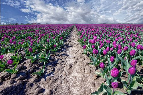 Bulb fields on Goeree-Overflakkee