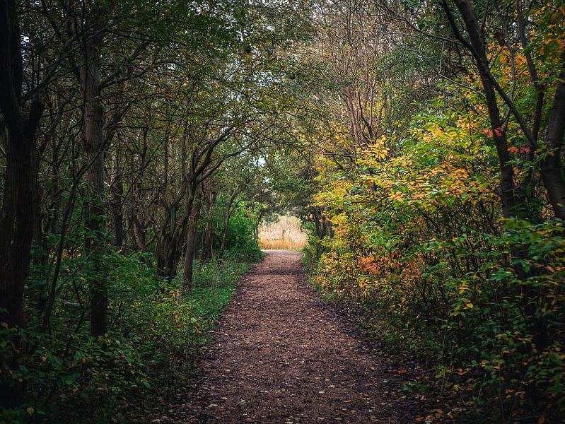 Tunnel der Natur von Joren van den Bos