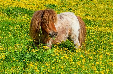 A pony by Christa Kramer