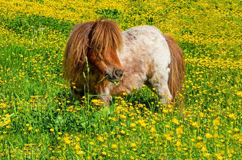 A pony by Christa Kramer
