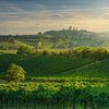 Weinberge in der Landschaft von San Gimignano bei Susnet. Toskana, I von Stefano Orazzini