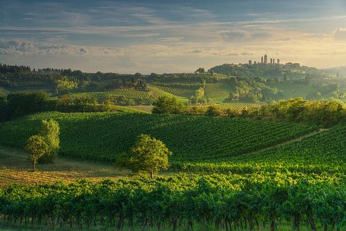 Wijngaarden op het platteland van San Gimignano bij susnet. Toscane, I